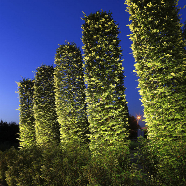 In-Lite Big Scope Narrow 12V