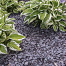 Canadian Slate Violet 10-30 mm - 20 kg verpakking